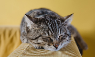 Los problemas de salud más comunes en gatos senior